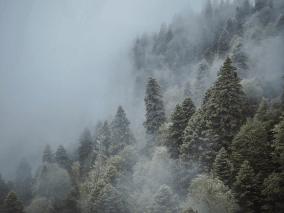фото туманного леса
